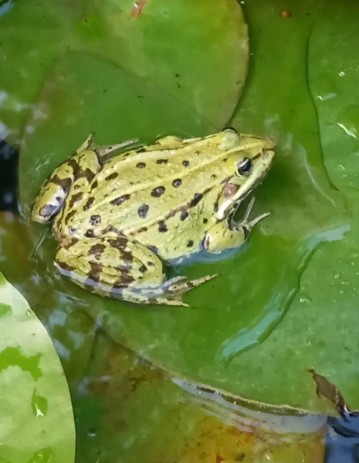 ImWandel, Frosch auf Blatt