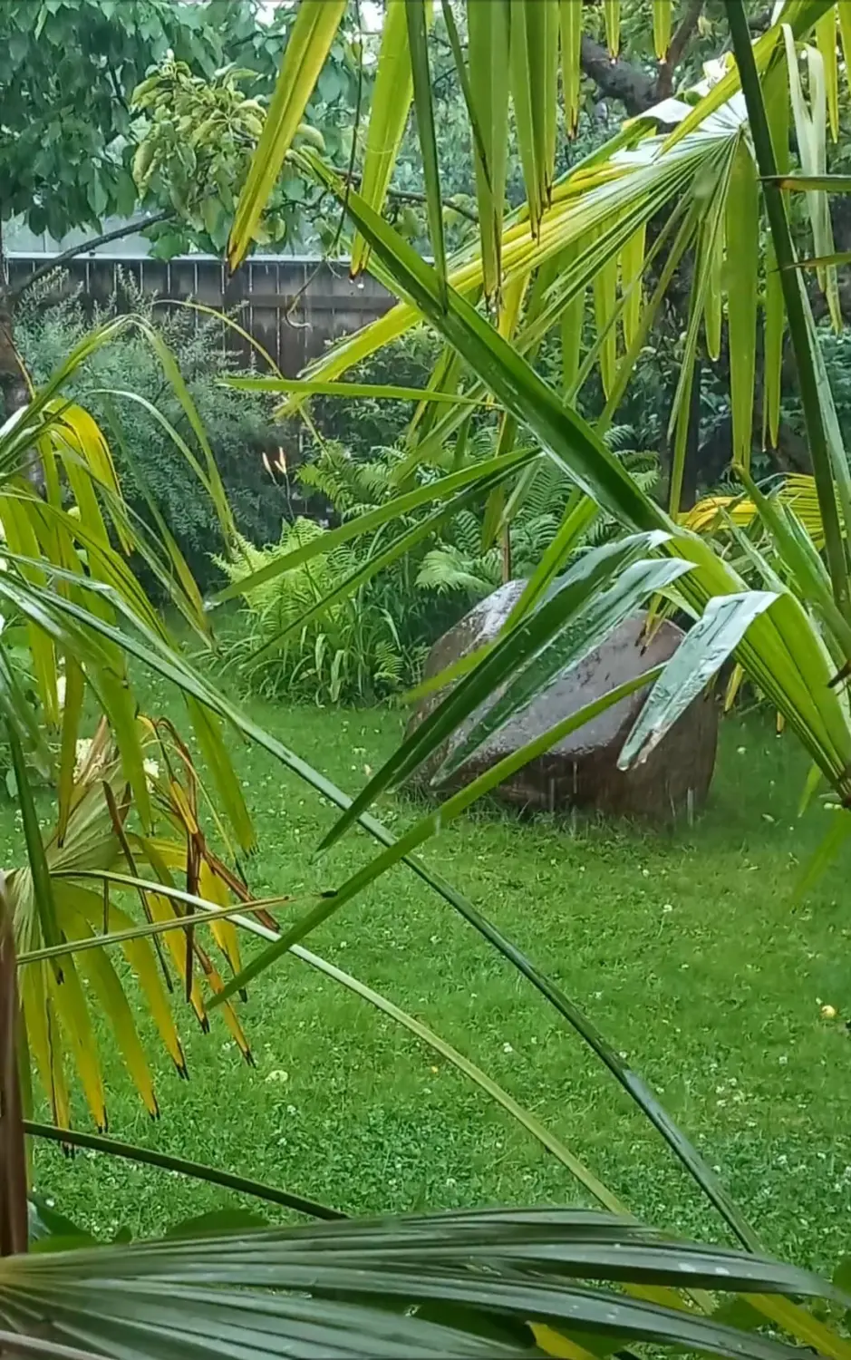 ImWandel, Garten nach dem Regen